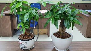 Cây Kim Ngân – Cách trồng và chăm sóc | How to grow and care for Money tree | Thanh Moc Garden