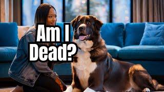 Do Animals Have Souls? | Pawsitive Personals