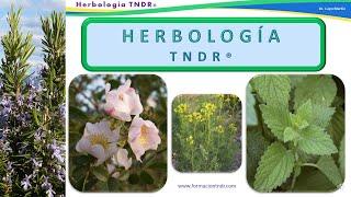 INFORMACIÓN-Curso de Herbología Sindrómica TNDR