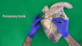 Anatomy of the Bovine Heart, Valves of the Heart