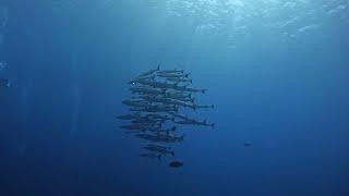 Red Sea Scuba Diving: Brothers Island