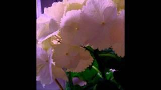 PETER SCHNEIDER -  IT MIGHT AS WELL BE SPRING ( with lyrics )