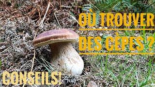 Où trouver des cèpes facilement! Indices et astuces! #champignons #cepe #boletus