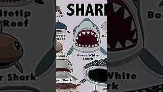 Types of sharks faces     Zebra shark 