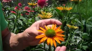 5 Cool New Coneflowers