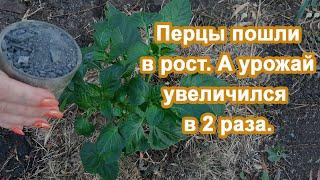 1 ст.л и Перцы в Миг пойдут в бурный рост и болеть не будут. Рабочая подкормка для Сладкого перца.