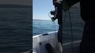 pulling crab pot to get Dungeness Crab from Tacoma. #Dungeness #tacomacrabbing #crabbing