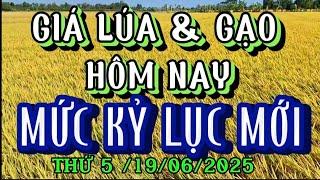 GIÁ LÚA & GẠO HÔM NAY THỨ 5 / 19/06/2025| Giải Trí Miền Tây