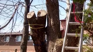 怎样自己锯树  Cutting A Tree By yourself