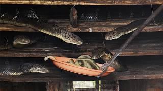 Feeding Snakes to Cannibal Cobras: Inside Vietnam’s Deadliest Snake Farm