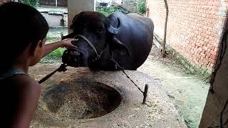 pandit abhay Pathak