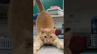 Tik Cat Tok  #shorts