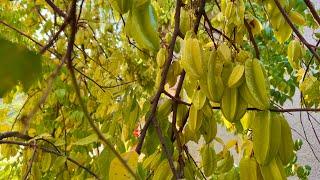 Winter Tour of Tropical Fruit Trees Thriving in California's Central Valley - Front Yard