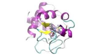 Cytochrome C