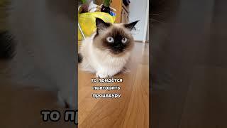 Как вывести запах кошачей мочи