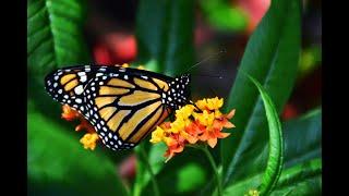 Série animais do Canada - Borboleta Monarca