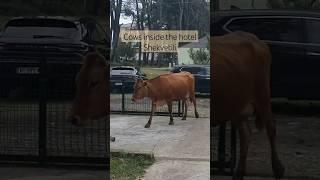 You can sea cows and pigs inside the hotels in #Shekvetili  #travel #shorts