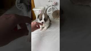 Вельш Корги пемброк мальчики рыже-белые