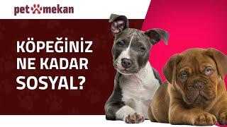 Yavru Köpeklerde Sosyalleşmenin Önemi ! ️ #köpek #köpekler #köpeksevgisi #köpeksevgisi