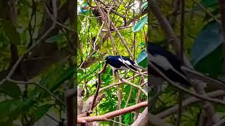 Cute Oriental magpie -robin bird #shorts #nature #amazing #wildlife #birds #beautiful #cute