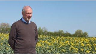 New Dekalb Varieties to Market for Oilseed Rape Growers