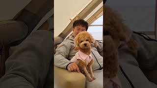 아빠랑 환상의 콤비사랑해요.푸들 해피