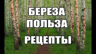 Рецепты из берёзы.Берёза польза.Береза от болезней