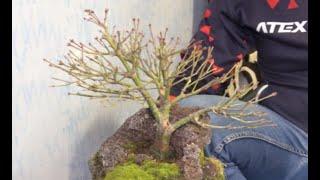 Root in the rock Japanese maple bonsai - Little Princess