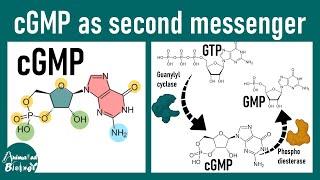 cGMP as a second messenger | the NO cGMP pathway | cGMP and phototransduction