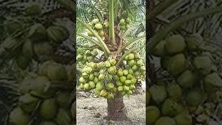 High yielding DWARF COCONUT tree #shorts