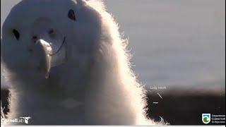 Royal Albatross ~ Amazing & Cute Closeups Of TF At 191 Days Old!    8.1.24