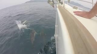 Day with the Dolphins (Samos - Greek Islands)