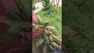 Allah जिसका चाहे रिज़्क कुशादा और तंग कर देता है।#YT SHOR TS#trending#Surah Al Ra' ad#viral video