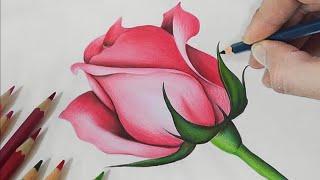 How To Draw a Rose with Colored Pencils | Pencil Colour Drawing | Rose Drawing Colour ️