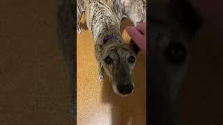 Whippet Brother and Sister Vlog - Willow and Casinova!