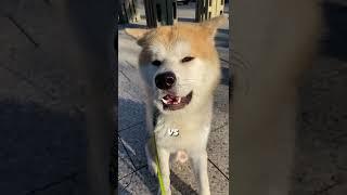 You won't believe how this Akita behaves infront of people | #akitainu #dogs #funny