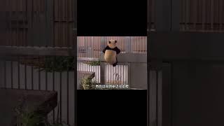 福宝最幸福的事就是有一位很爱它的妈妈 #熊猫生活 #panda #大橙子数据 #大熊猫 #搞笑 #animals