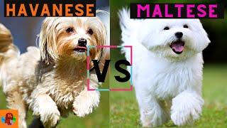 Havanese Dog vs Maltese Dog - Which one should you choose? (Breed Comparison)!