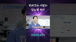 반려견과 시람의 당뇨병 차이