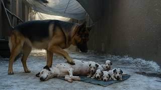 A brave Shepherd begged an old man to save 5 newborn Dalmatians after their mom died.