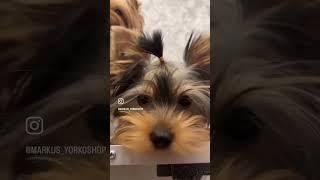 Моя банда YORKIE️ #yorkie #yorkshireterrier #йоркширскийтерьер #puppy #dog #yorkshire #doglover