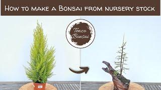 How to make Bonsai from Nursery Stock (lemon cypress 'wilma')