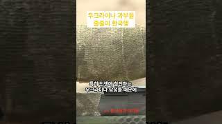 [해외감동사연]  우크라이나 과부들이 한국 가기 위해 러시아 전선 넘어가고 있는 충격적인 상황