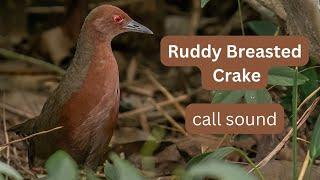 Ruddy Breasted Crake feeding and call sound