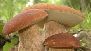 This mushroom helps prevent cancer, see how to find it and harvest it properly