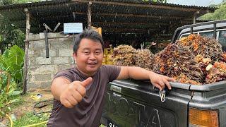 Tumatik Berhenti YouTuber Focus Mengusaha Kelapa Sawit