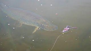 Crazy Pike Smash Top Water Frogs up Close! (Awesome slow-mo)