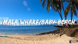 The Best Snorkeling at Mala Wharf at Baby Beach in Maui, Hawaii