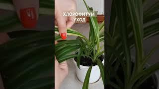 Полное видео ⬆️ на моём канале.  Хлорофитум уход/пересадка/размножение #хлорофитум #комнатныецветы