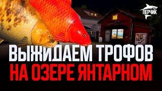 Раздача трофейных карпов на озере Янтарном ● Русская рыбалка 4 ● Перчик РР4